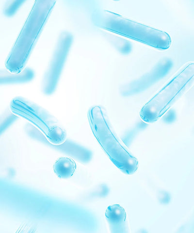 Lactic acid bacteria